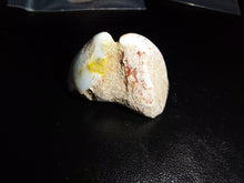 Load image into Gallery viewer, Opalised Clam Fossil 40.1ct - Limanty