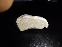 Load image into Gallery viewer, Opalised Clam Fossil 40.1ct - Limanty