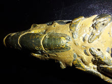 Load image into Gallery viewer, Mangrove Lobster Fossil - Limanty