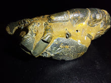 Load image into Gallery viewer, Mangrove Lobster Fossil - Limanty