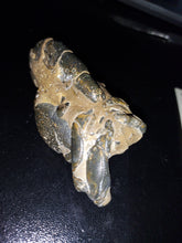 Load image into Gallery viewer, Mangrove Lobster Fossil - Limanty