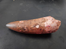 Load image into Gallery viewer, Egyptian Fossilized Spinosaurus Tooth 56g 85mm long