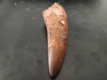 Load image into Gallery viewer, Egyptian Fossilized Spinosaurus Tooth 56g 85mm long