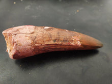 Load image into Gallery viewer, Egyptian Fossilized Spinosaurus Tooth 56g 85mm long
