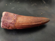 Load image into Gallery viewer, Egyptian Fossilized Spinosaurus Tooth 56g 85mm long