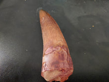 Load image into Gallery viewer, Egyptian Fossilized Spinosaurus Tooth 56g 85mm long