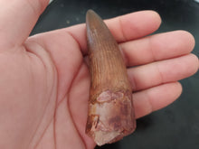 Load image into Gallery viewer, Egyptian Fossilized Spinosaurus Tooth 56g 85mm long