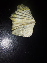 Load image into Gallery viewer, Tasmanian Salwater Shellfish Fossil 24.7ct 100% Natural