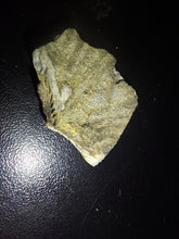 Load image into Gallery viewer, Tasmanian Salwater Shellfish Fossil 24.7ct 100% Natural
