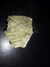 Load image into Gallery viewer, Tasmanian Salwater Shellfish Fossil 24.7ct 100% Natural