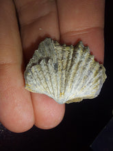 Load image into Gallery viewer, Tasmanian Salwater Shellfish Fossil 24.7ct 100% Natural