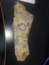 Load image into Gallery viewer, 776g/3880ct Tasmanian Cluster Salwater Fossils 100% Natural Australia Hyper Rare
