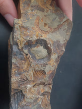 Load image into Gallery viewer, 776g/3880ct Tasmanian Cluster Salwater Fossils 100% Natural Australia Hyper Rare