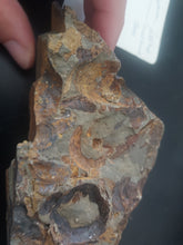 Load image into Gallery viewer, 776g/3880ct Tasmanian Cluster Salwater Fossils 100% Natural Australia Hyper Rare