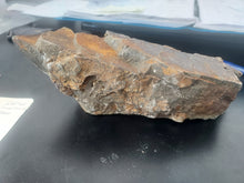 Load image into Gallery viewer, 776g/3880ct Tasmanian Cluster Salwater Fossils 100% Natural Australia Hyper Rare