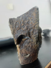 Load image into Gallery viewer, 776g/3880ct Tasmanian Cluster Salwater Fossils 100% Natural Australia Hyper Rare