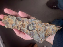 Load image into Gallery viewer, 776g/3880ct Tasmanian Cluster Salwater Fossils 100% Natural Australia Hyper Rare