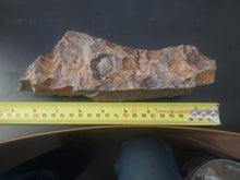 Load image into Gallery viewer, 776g/3880ct Tasmanian Cluster Salwater Fossils 100% Natural Australia Hyper Rare