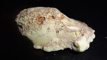 Load image into Gallery viewer, Prehistoric Australian Marsupial Skull Fossilized in Opal - A Lightning Ridge Jurassic Era