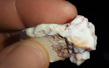 Load image into Gallery viewer, Prehistoric Australian Marsupial Skull Fossilized in Opal - A Lightning Ridge Jurassic Era