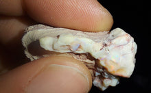 Load image into Gallery viewer, Prehistoric Australian Marsupial Skull Fossilized in Opal - A Lightning Ridge Jurassic Era