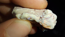 Load image into Gallery viewer, Prehistoric Australian Marsupial Skull Fossilized in Opal - A Lightning Ridge Jurassic Era
