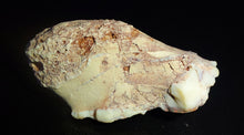 Load image into Gallery viewer, Prehistoric Australian Marsupial Skull Fossilized in Opal - A Lightning Ridge Jurassic Era