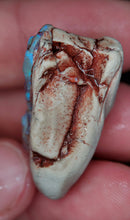 Load image into Gallery viewer, 50.10ct Natural Dog Shaped Opalised Fossil Crinoid Ultra Rare collectable