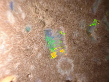 Load image into Gallery viewer, Zooplankton Opalised Fossil Tablet Cluster Multiple Organisms MultiColor 665g Top