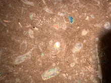 Load image into Gallery viewer, Zooplankton Opalised Fossil Tablet Cluster Multiple Organisms MultiColor 639g Top