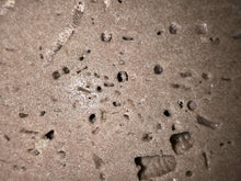 Load image into Gallery viewer, Zooplankton Opalised Fossil Tablet Cluster Multiple Organisms MultiColor 665g Top