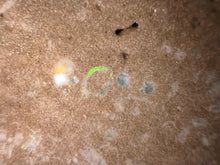 Load image into Gallery viewer, Zooplankton Opalised Fossil Tablet Cluster Multiple Organisms MultiColor 665g Top