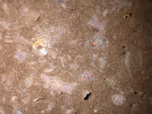 Load image into Gallery viewer, Zooplankton Opalised Fossil Tablet Cluster Multiple Organisms MultiColor 665g Top