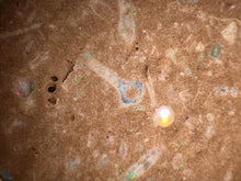 Load image into Gallery viewer, Zooplankton Opalised Fossil Tablet Cluster Multiple Organisms MultiColor 639g Top