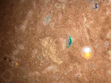 Load image into Gallery viewer, Zooplankton Opalised Fossil Tablet Cluster Multiple Organisms MultiColor 639g Top