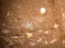 Load image into Gallery viewer, Zooplankton Opalised Fossil Tablet Cluster Multiple Organisms MultiColor 639g Top