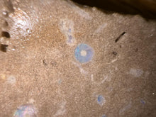 Load image into Gallery viewer, Zooplankton Opalised Fossil Tablet Cluster Multiple Organisms MultiColor 665g Top