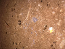 Load image into Gallery viewer, Zooplankton Opalised Fossil Tablet Cluster Multiple Organisms MultiColor 639g Top