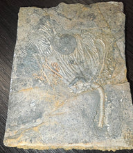 Load image into Gallery viewer, Crinoid & Ammonite Fossil cluster