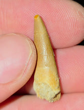 Load image into Gallery viewer, Australian Plesiosaur Fossil Tooth Coober Pedy