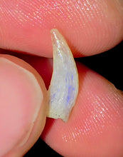 Load image into Gallery viewer, Opalised Australian Plesiosaur Fossil Tooth Coober Pedy