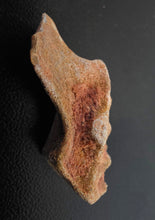 Load image into Gallery viewer, Australian LungFish Jaw Fossil Teeth Lightning Ridge - Limanty