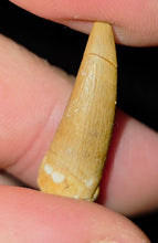 Load image into Gallery viewer, Australian Plesiosaur Fossil Tooth Coober Pedy