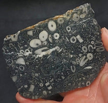 Load image into Gallery viewer, Zooplankton Opalised Fossil Slab Black Opal Potch No color Cluster Multiple Organisms 236g - Limanty