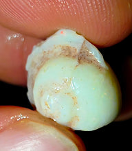 Load image into Gallery viewer, Opalised Saltwater Sea Snail Fossil Opal 11.77ct Shellfish Gastropoda 100%Natural