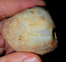 Load image into Gallery viewer, Gigantic Opalised Saltwater Shellfish Fossil Opal 330ct 100%Natural
