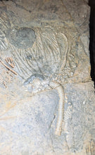 Load image into Gallery viewer, Crinoid & Ammonite Fossil cluster