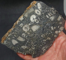 Load image into Gallery viewer, Zooplankton Opalised Fossil Slab Black Opal Potch No color Cluster Multiple Organisms 236g - Limanty