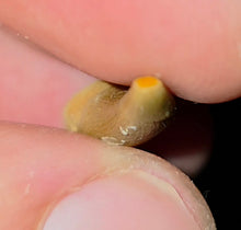 Load image into Gallery viewer, Australian Plesiosaur Fossil Tooth Coober Pedy