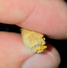 Load image into Gallery viewer, Australian Plesiosaur Fossil Tooth Coober Pedy